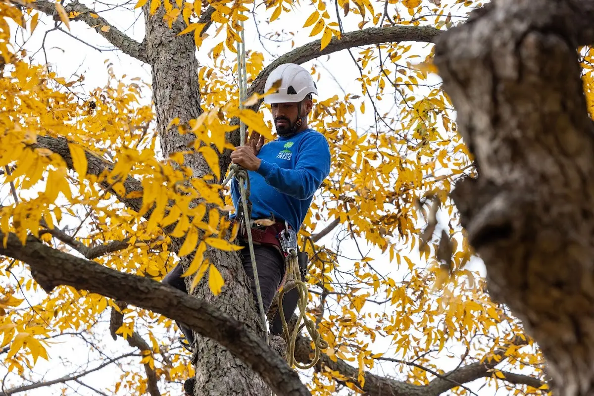 Skilled Tree Trimming crew working in Monmouth